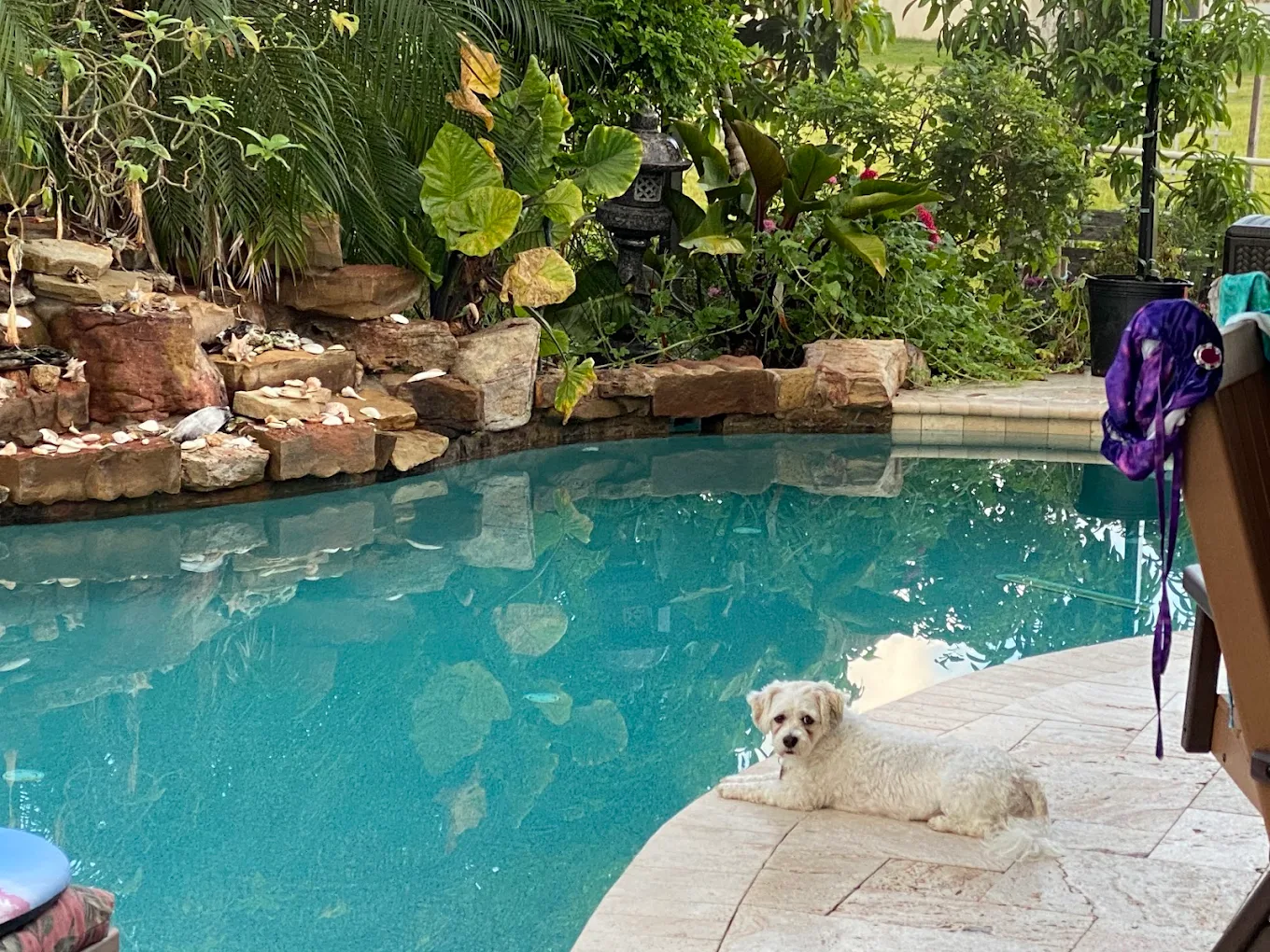 White dog sitting beside pool with tropical landscaping